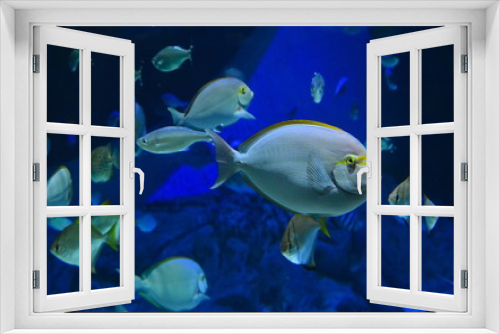Fototapeta Naklejka Na Ścianę Okno 3D - Underwater Fish Background