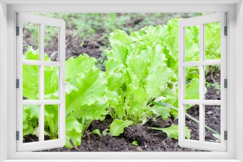 Fototapeta Naklejka Na Ścianę Okno 3D - row of young fresh green salad