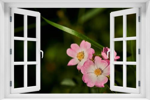 Fototapeta Naklejka Na Ścianę Okno 3D - pink flower on green background