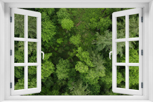Fototapeta Naklejka Na Ścianę Okno 3D - Texture of green trees, top view