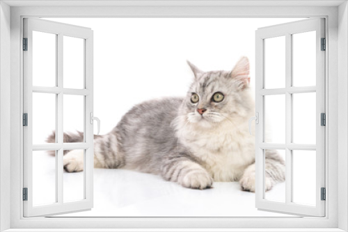 Fototapeta Naklejka Na Ścianę Okno 3D - Persian cat on white background,isolated