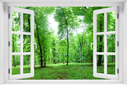 Fototapeta Naklejka Na Ścianę Okno 3D - Panorama of  green forest at spring landscape