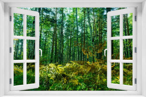 Fototapeta Naklejka Na Ścianę Okno 3D - Summer Forest Background