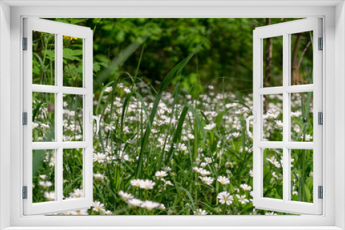 Fototapeta Naklejka Na Ścianę Okno 3D - Flowers. Beautiful view of spring  flowers