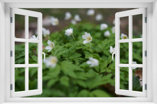 Fototapeta Naklejka Na Ścianę Okno 3D - small white flowers in the wood