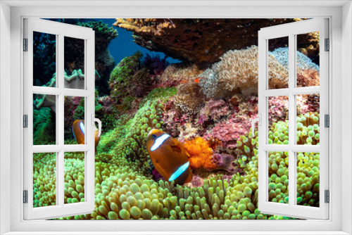 Fototapeta Naklejka Na Ścianę Okno 3D - A beautiful clown fish with anemone and eggs
