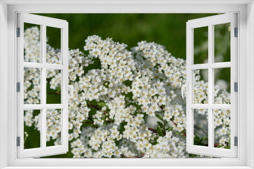 Fototapeta Naklejka Na Ścianę Okno 3D - White spirea blossoms