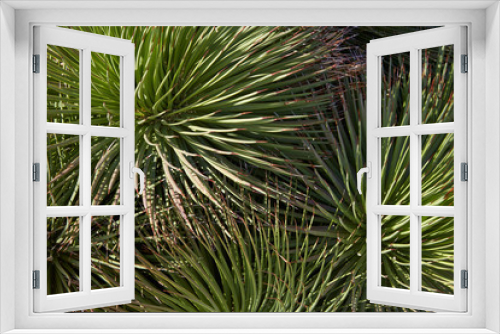 Fototapeta Naklejka Na Ścianę Okno 3D - Agave stricta plants texture background in sunlight