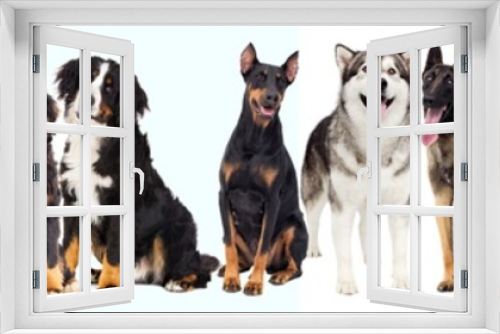 Fototapeta Naklejka Na Ścianę Okno 3D - set of pets, dogs