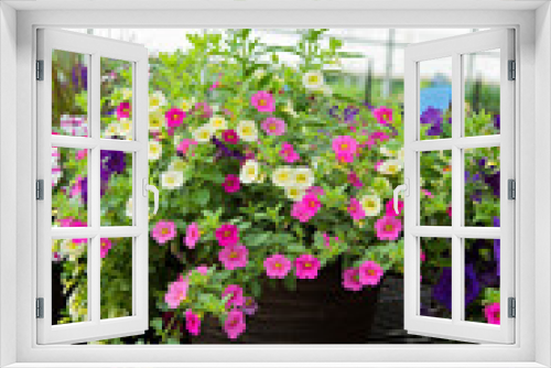 Fototapeta Naklejka Na Ścianę Okno 3D - Flowering Plants