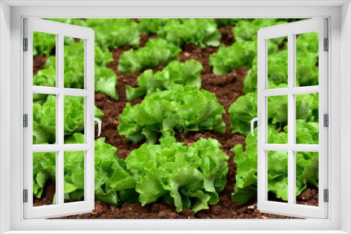 Fototapeta Naklejka Na Ścianę Okno 3D - ein beet mit grünem kopfsalat in der landwirtschaft
