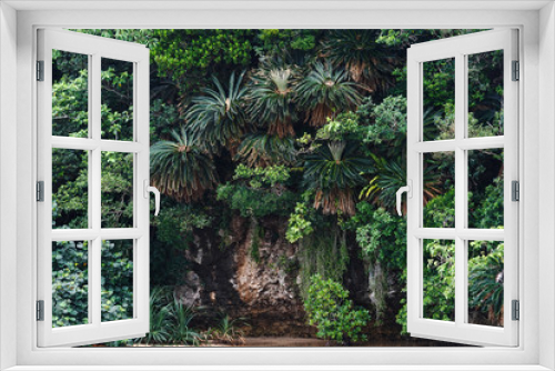 Fototapeta Naklejka Na Ścianę Okno 3D - 石垣島のジャングル