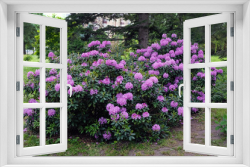Fototapeta Naklejka Na Ścianę Okno 3D - A large bush blooming Rhododendron in the botanical garden. Many pink flowers Rhododendron, beautiful background.