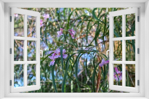 Fototapeta Naklejka Na Ścianę Okno 3D - DESERT WILLOW 29 PALMS 