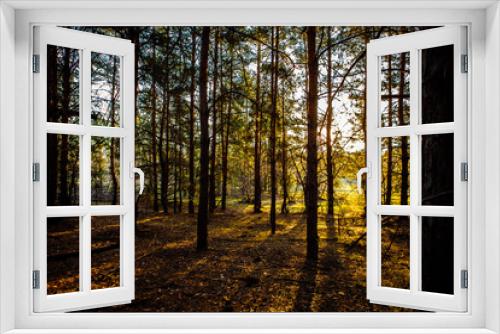 Fototapeta Naklejka Na Ścianę Okno 3D - dawn in a pine forest.