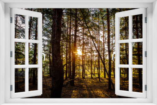 Fototapeta Naklejka Na Ścianę Okno 3D - dawn in a pine forest.