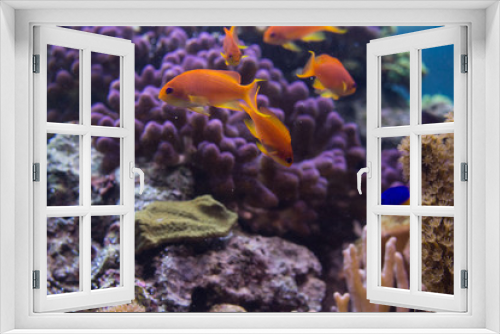 Fototapeta Naklejka Na Ścianę Okno 3D - Golden fish on the reef