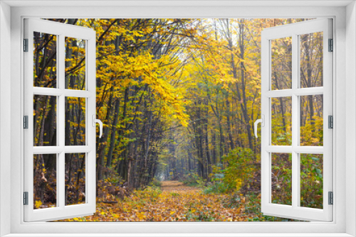 Fototapeta Naklejka Na Ścianę Okno 3D - Covered with dry leaves, the road is in the autumn forest_