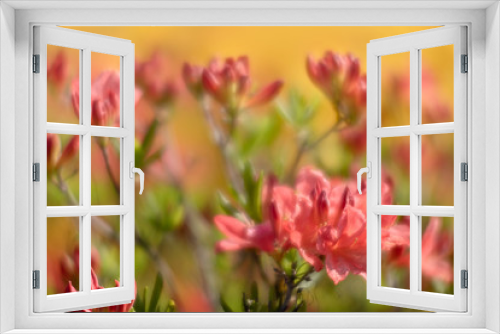 Fototapeta Naklejka Na Ścianę Okno 3D - Rhododendron flowers in the garden