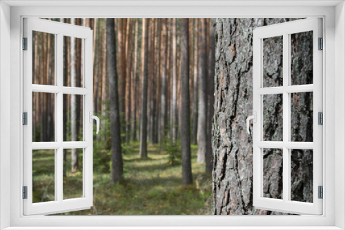Fototapeta Naklejka Na Ścianę Okno 3D - Pine forest in spring.