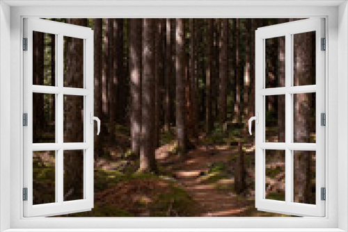 Fototapeta Naklejka Na Ścianę Okno 3D - A beautiful woodland walk in dappled forest in the Olympic National Park, Washington State, USA, nobody in the image