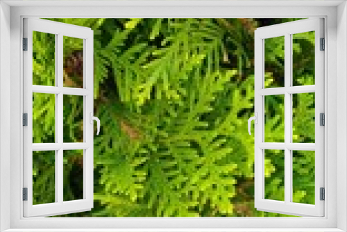 Fototapeta Naklejka Na Ścianę Okno 3D - green branches of a tree