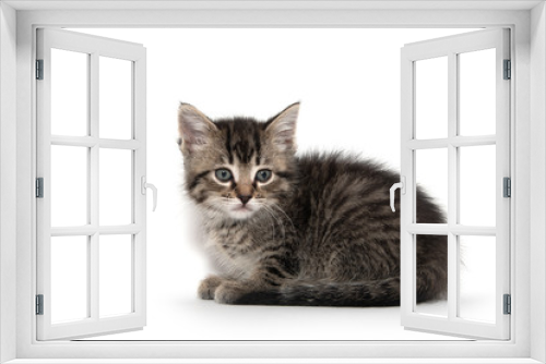 Fototapeta Naklejka Na Ścianę Okno 3D - Cute tabby kitten on white