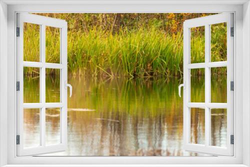 Fototapeta Naklejka Na Ścianę Okno 3D - Grass and reed with reflection in the pond