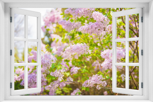 Fototapeta Naklejka Na Ścianę Okno 3D - Lilac flowers in the garden
