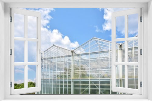 Fototapeta Naklejka Na Ścianę Okno 3D - Transparent greenhouse from glass with green organic plants on the summer background. Industrial green house for cultivating vegetables. Glasshouse for growing veggies. Cultivate agricultural plant 