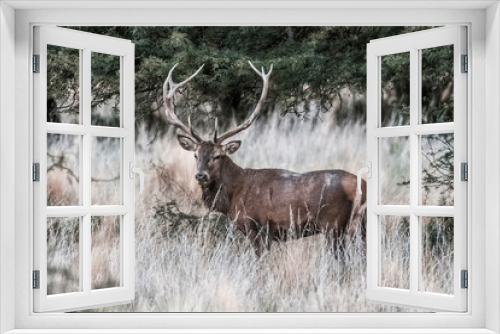 Fototapeta Naklejka Na Ścianę Okno 3D - Red deer in Parque Luro Nature Reserve, La Pampa, Argentina