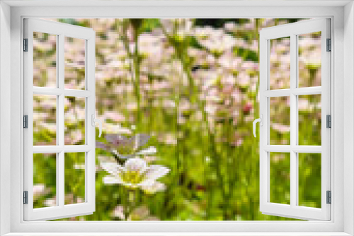 Fototapeta Naklejka Na Ścianę Okno 3D - Delicate white flowers of Saxifrage mossy in spring garden