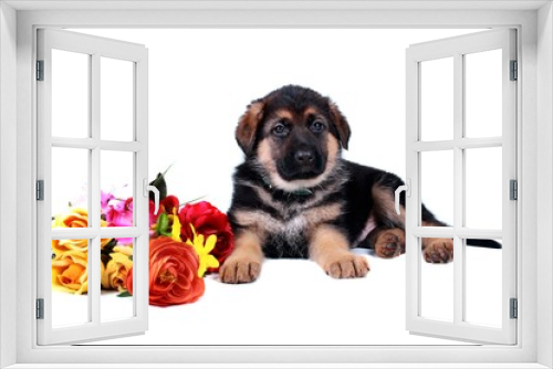 Fototapeta Naklejka Na Ścianę Okno 3D - Deutscher Schäferhund Welpe mit Blumen