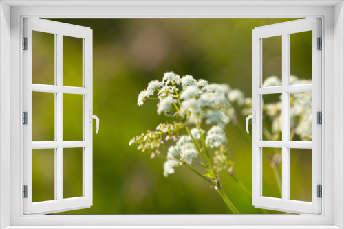 Fototapeta Naklejka Na Ścianę Okno 3D - Pflanzen_14