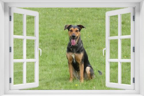 Fototapeta Naklejka Na Ścianę Okno 3D - Huntaway dog in training a beautiful day for training outdoors