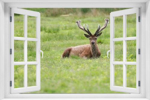 Fototapeta Naklejka Na Ścianę Okno 3D - Lying stag on the green meadow.