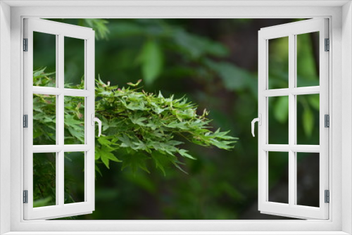 Fototapeta Naklejka Na Ścianę Okno 3D - 羽根つき種