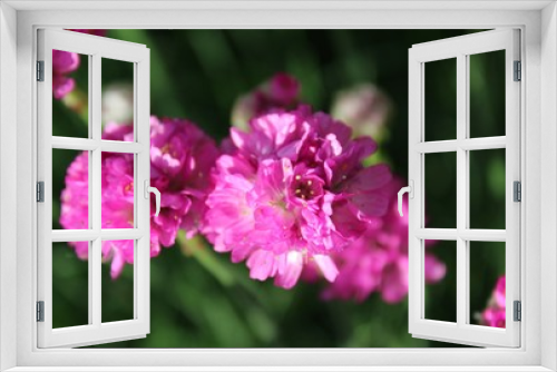 Fototapeta Naklejka Na Ścianę Okno 3D - Sea thrift - Armeria maritima pink flowers bloom in the morning sunlight