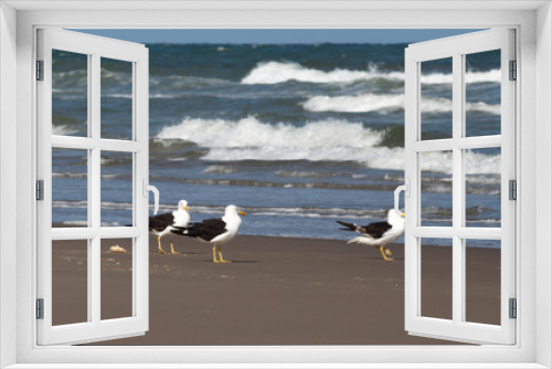 Fototapeta Naklejka Na Ścianę Okno 3D - Aves do mar