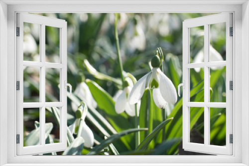 Fototapeta Naklejka Na Ścianę Okno 3D - close up of snowdrop flowers in spring time