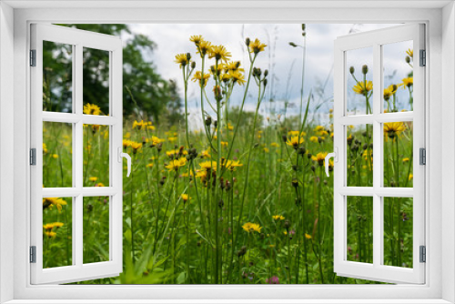 Fototapeta Naklejka Na Ścianę Okno 3D - Blumenwiese mit gelben Blumen