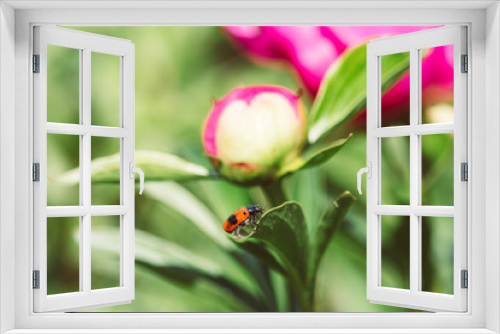 Fototapeta Naklejka Na Ścianę Okno 3D - Ant bag beetle on pink peony flower. Short-horned leaf beetle in the spring garden. Bug with red elytra with black spots on the green leaf.