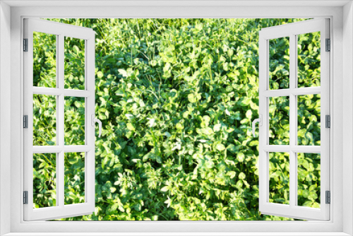 Fototapeta Naklejka Na Ścianę Okno 3D - Background of bright green clover late spring Interior backgrounds texture