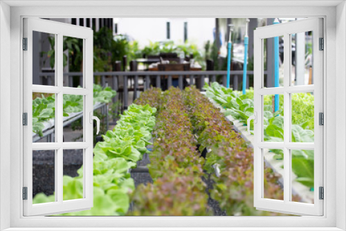 Fototapeta Naklejka Na Ścianę Okno 3D - Organic Vegetables in organic  farm, Vegetable farm in day time.