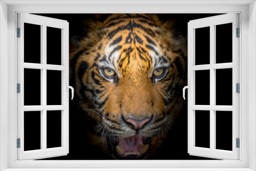 Fototapeta Naklejka Na Ścianę Okno 3D - Tiger face fierce on a black background