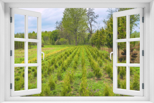 Fototapeta Naklejka Na Ścianę Okno 3D - Conifer plant nursery. Thuja trees different sorts and size