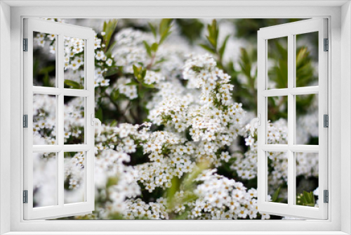 Fototapeta Naklejka Na Ścianę Okno 3D - Beautiful white view of lovely flowers in a countryside village garden,park.