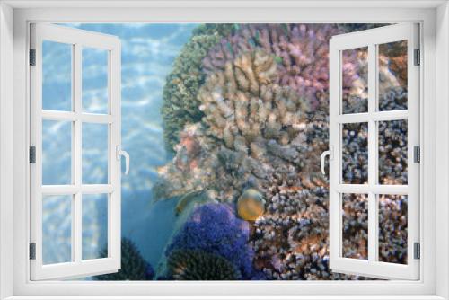 Fototapeta Naklejka Na Ścianę Okno 3D - Underwater view of colorful tropical fish and coral reef in the Bora Bora lagoon, French Polynesia
