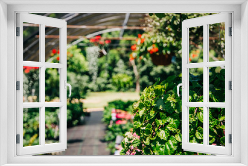 Fototapeta Naklejka Na Ścianę Okno 3D - Outdoor Greenhouse Full of Colorful Plants