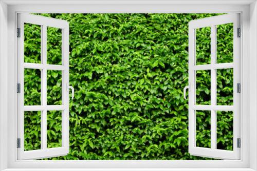 Fototapeta Naklejka Na Ścianę Okno 3D - green leaf of bush in garden